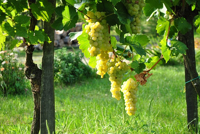 7 najčastejších škodcov hrozna